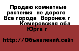 Продаю комнатные растения  не дорого - Все города, Воронеж г.  »    . Кемеровская обл.,Юрга г.